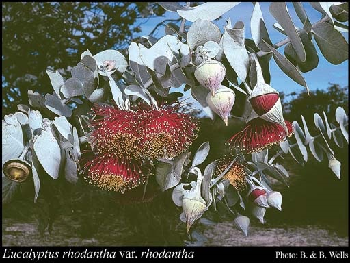 Eucalyptus rhodantha