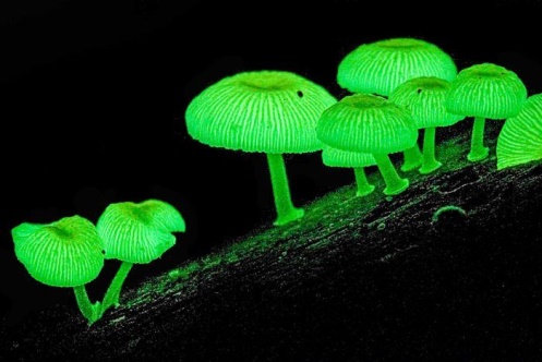 Fungi :  Kevn Griffiths