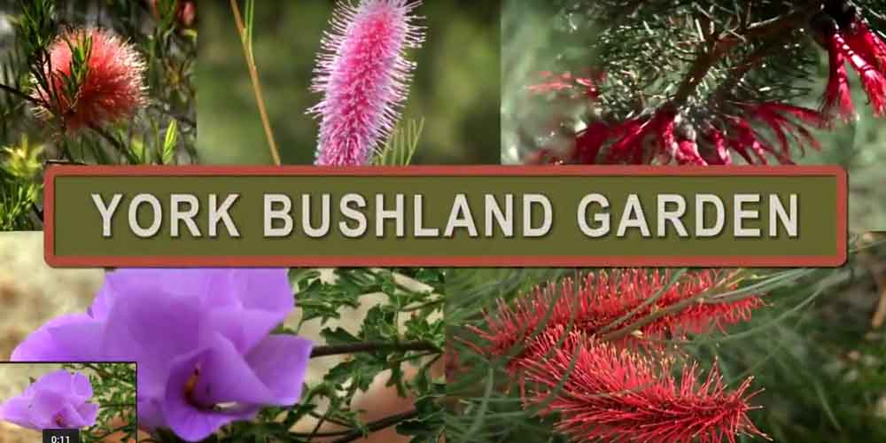 York Bushland Garden Video