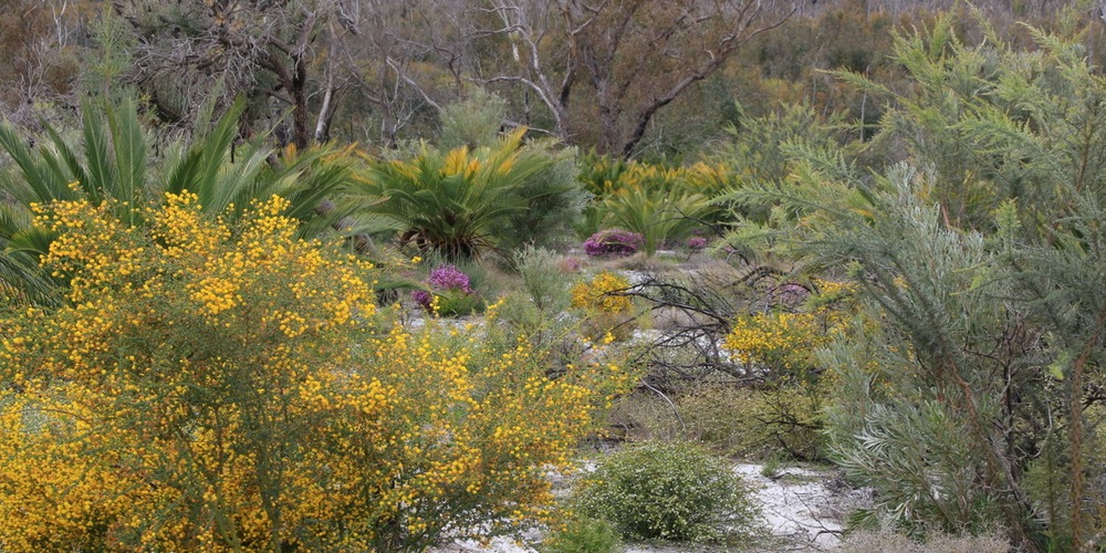 Petition to Save Perth Airport’s Banksia Woodlands, wetlands and Aboriginal Heritage sites